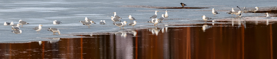 harmaalokki; varis; Ilkka Markkanen