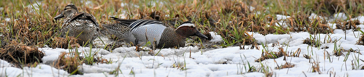 heinätavi; Leena Meuronen