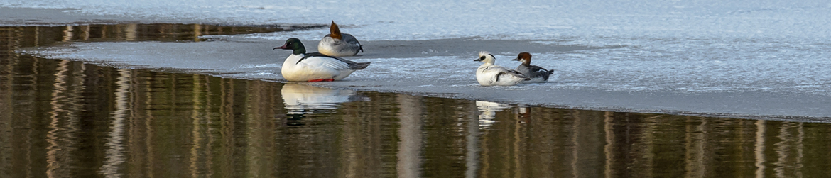 isokoskelo; uivelo; Ilkka Markkanen