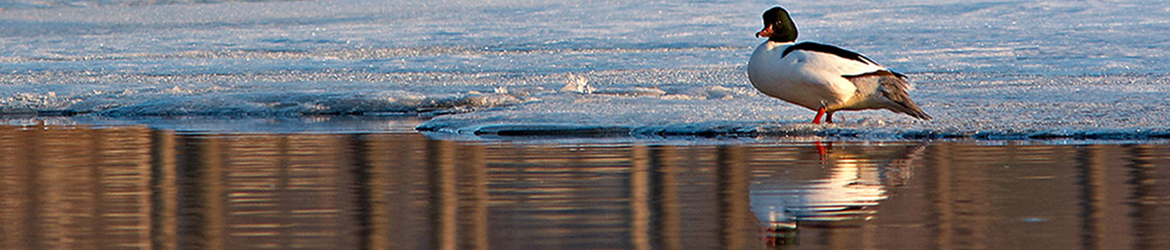 isokoskelo; Tero Mikkonen