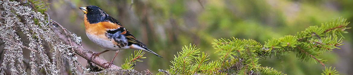 järripeippo; Tero Pelkonen