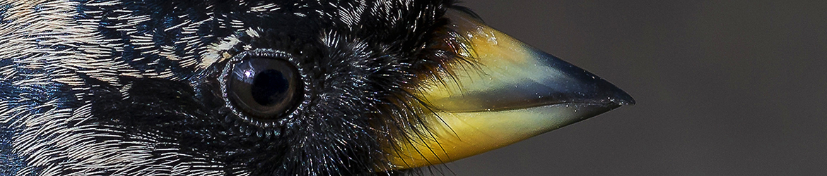 järripeippo; Tero Pelkonen