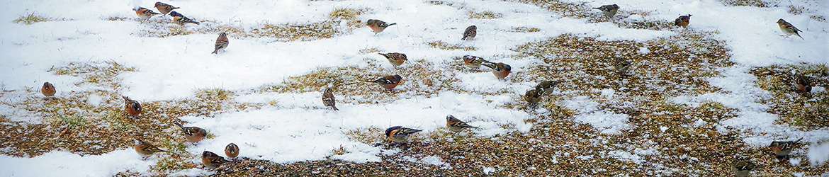 järripeippo; Kaarina Heiskanen