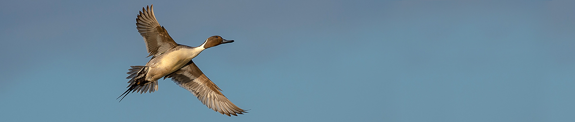 jouhisorsa; Ilkka Markkanen