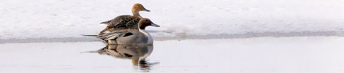 jouhisorsa; Jukka tuovinen