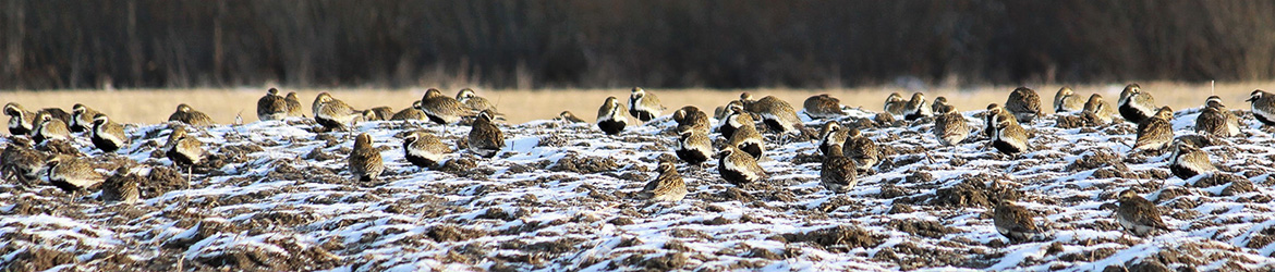 kapustarinta; Kaarina Heiskanen