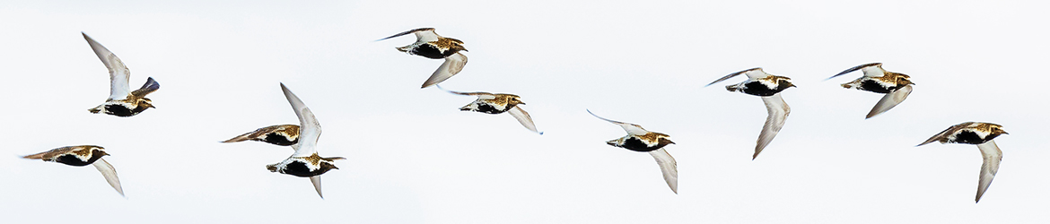 kapustarinta; Tero Pelkonen