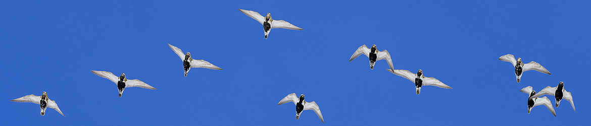 kapustarinta; Tero Pelkonen