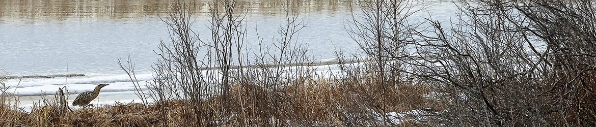 kaulushaikara; Tero Pelkonen