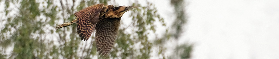 kaulushaikara; Jukka Portimojärvi