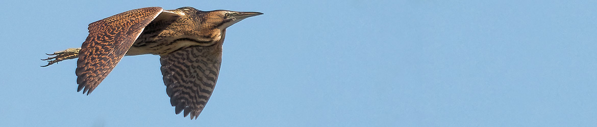 kaulushaikara; Jukka Portimojärvi