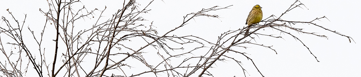 keltasirkku; Tero Pelkonen