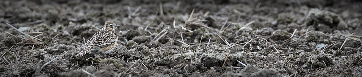 kiuru; Tero Pelkonen