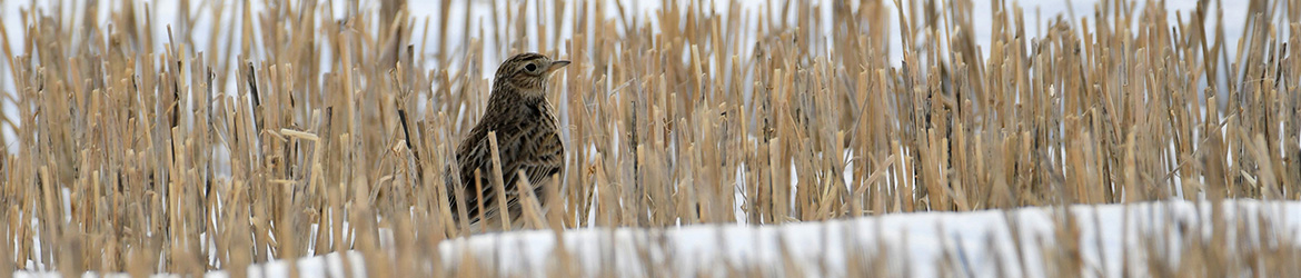 kiuru; Leena Meuronen