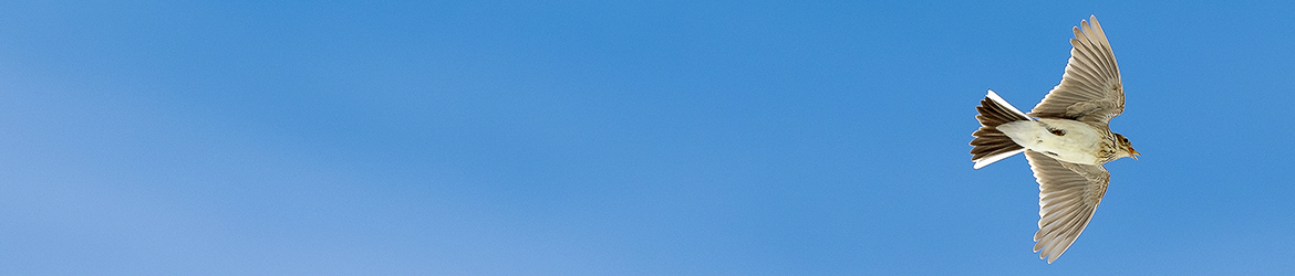 kiuru; Tero Pelkonen