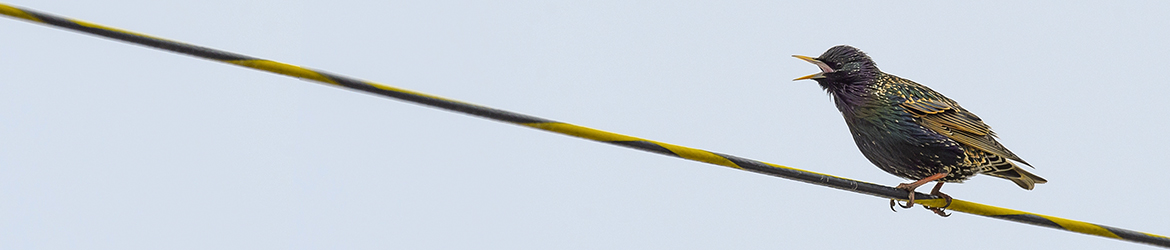 kottarainen; Ilkka Markkanen