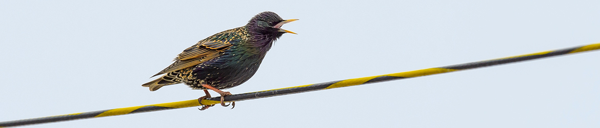 kottarainen; Ilkka Markkanen