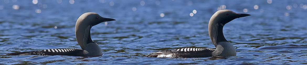 kuikka; Tero Pelkonen