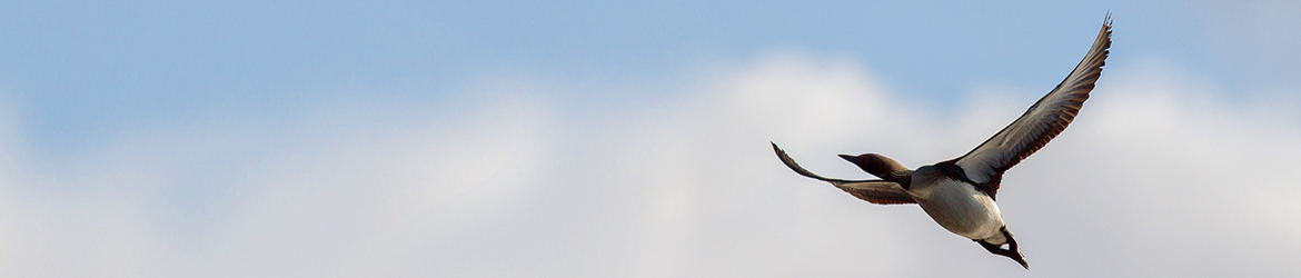 kuikka; Kari Hänninen