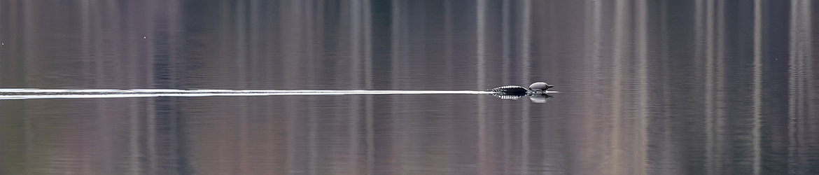 kuikka; Tero Pelkonen