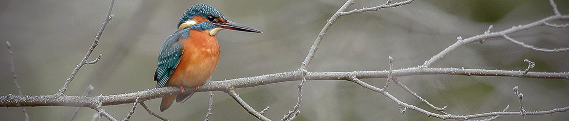 kuningaskalastaja; Ilkka Markkanen