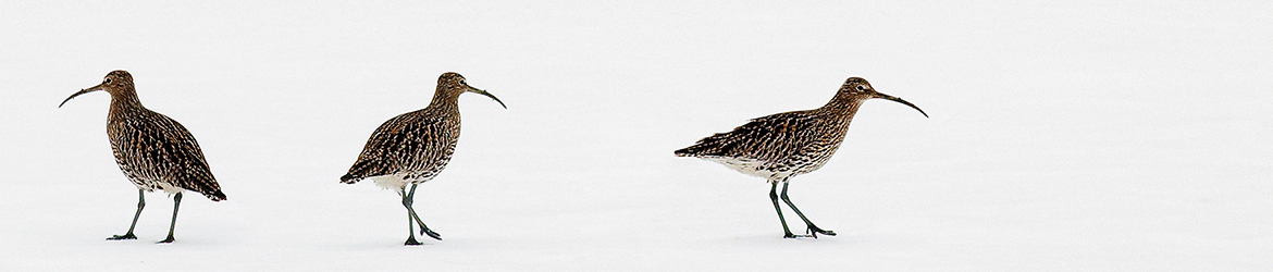 kuovi; Tero Pelkonen