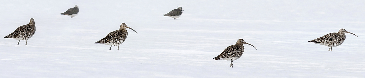kuovi; töyhtöhyyppä; Tero Pelkonen