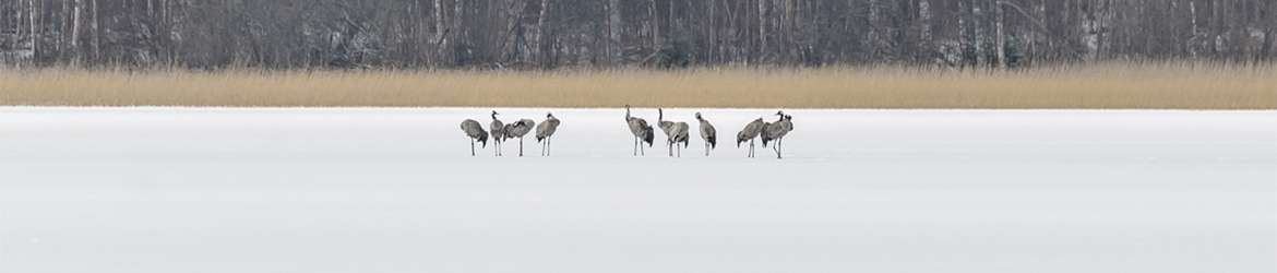 kurki; Ilkka Markkanen