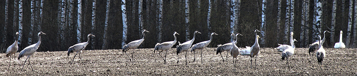 kurki; laulujoutsen; Kaarina Heiskanen
