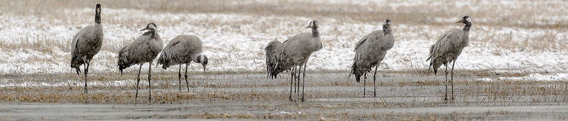 kurki; Ilkka Markkanen