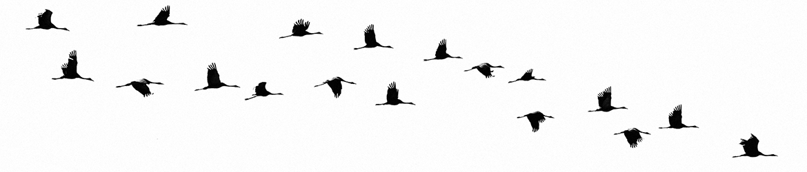 kurki; Tero Pelkonen