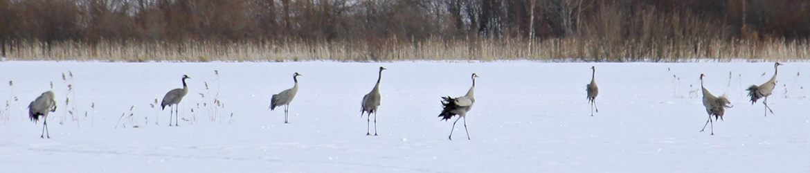 kurki; Kaarina Heiskanen