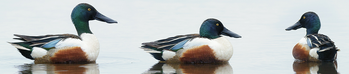 lapasorsa; Tero Pelkonen
