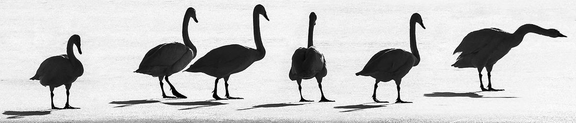 laulujoutsen; Tero Pelkonen