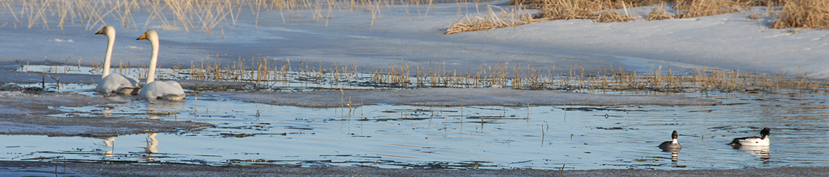 laulujoutsen; telkkä; Aarne Hagman