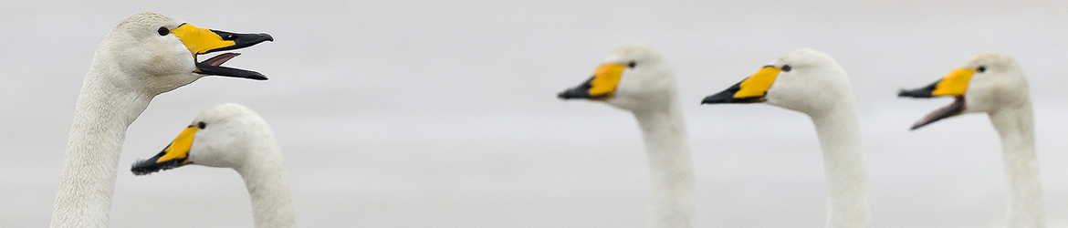laulujoutsen; Tero Pelkonen