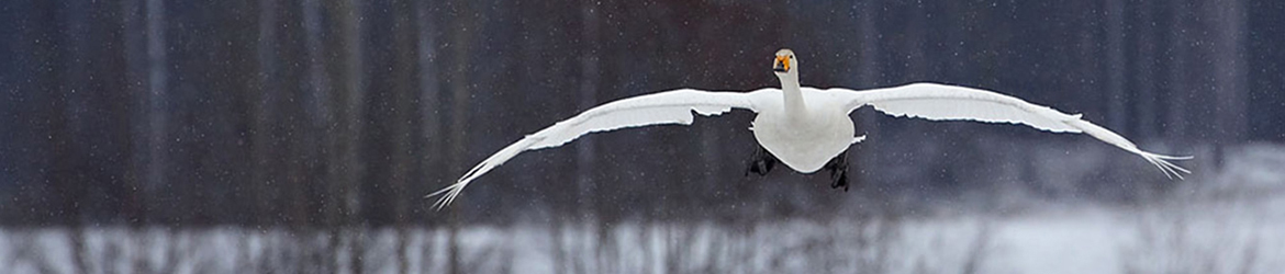 laulujoutsen; Tero Mikkonen