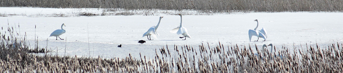 laulujoutsen; Kaarina Heiskanen