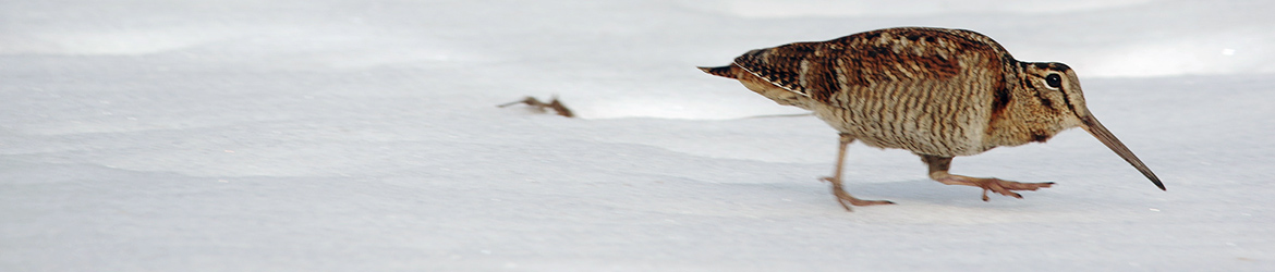 ehtokurppa; Heikki Ranta