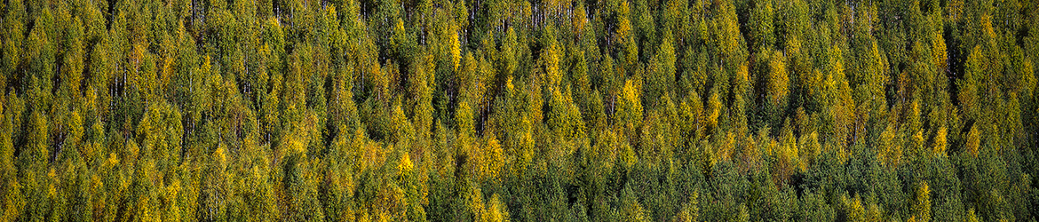 maisema; Tero Pelkonen
