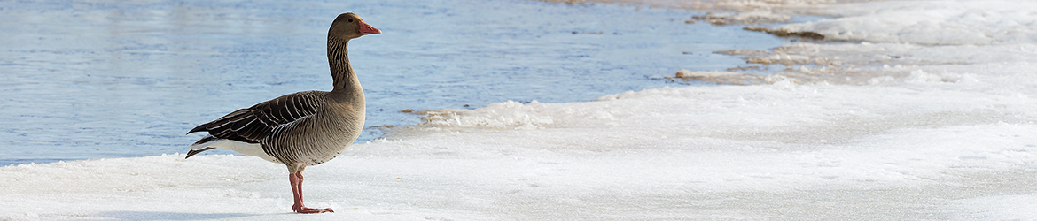 merihanhi; Tero Pelkonen