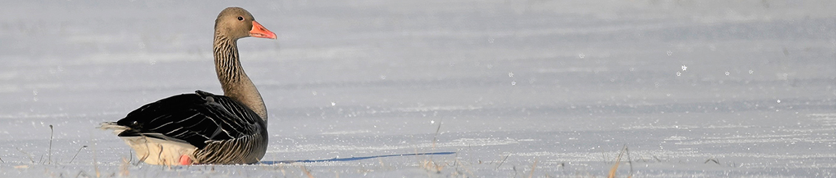 merihanhi; Leena Meuronen