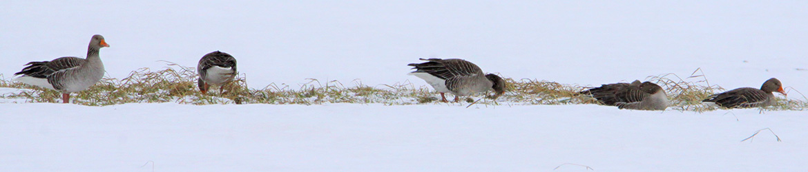 merihanhi; Kaarina Heiskanen