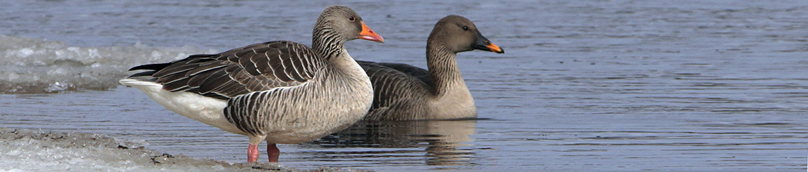merihanhi; Jukka Tuovinen