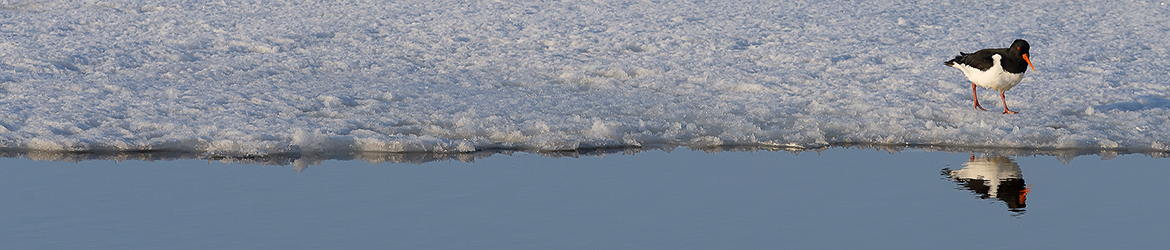 meriharakka; Tero Pelkonen