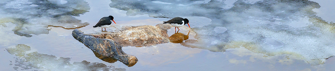 meriharakka; Tero Pelkonen