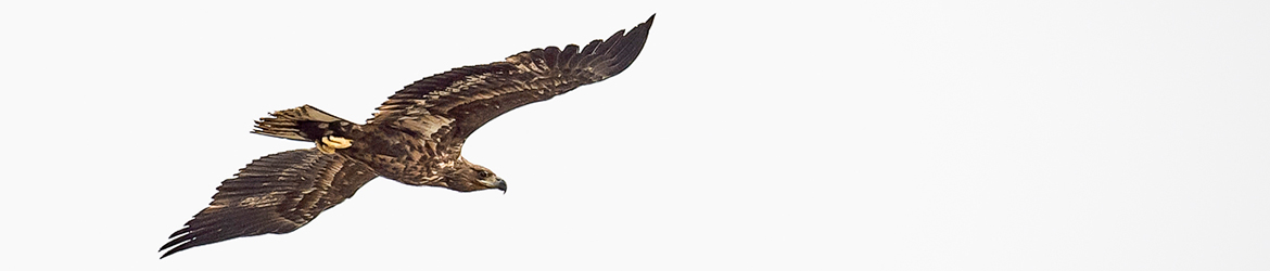 merikotka; Ilkka Markkanen