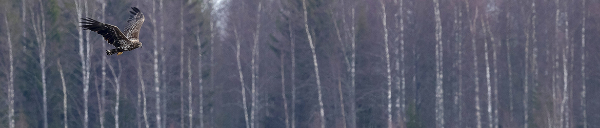 merikotka; Tero Pelkonen