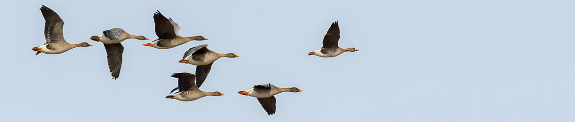 metsähanhi; tundrahanhi; Ilkka Markkanen
