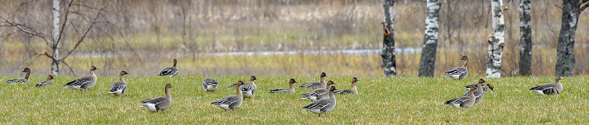 metsähanhi; tundrahanhi; Ilkka Markkanen